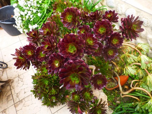 Lot 5tronçons aéoniums - lot,