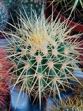 Cactus Echinocactus Grusonii