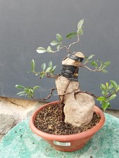 Bonsaï ficus 40 x 14 cm