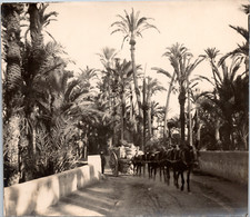 Liban, un attelage d'ânes Vintage print,  Tirage argentique  10X15  C