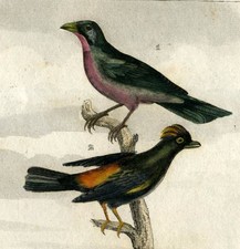 The Great Tangara, The Puff