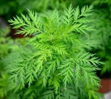 1000 Graines Armoise Japonaise Kui Hao Artemisia princeps Semences Paysanne BIO