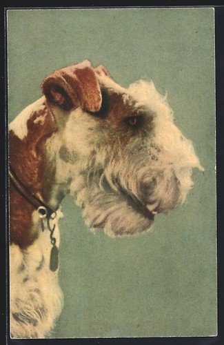 Fox terrier carreaux marron - terrier,