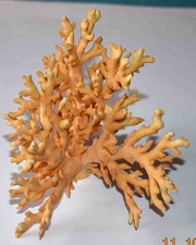 CORAIL -EXCEPTIONELLE BRANCHE DE CORAIL ORANGE - 127/98/93mm - 74gr