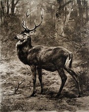 CERF aux ÉCOUTES (ROSA BONHEUR) - Gravure d'art du 19e siècle Grand Format