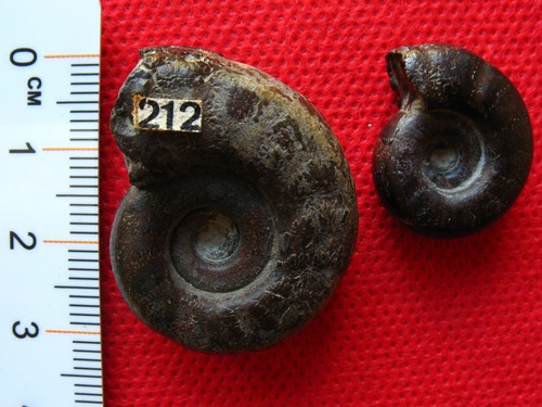 Lot deux ammonites de - de,