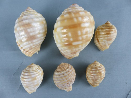 Lot coquillages dolium tonna - lot, 6
