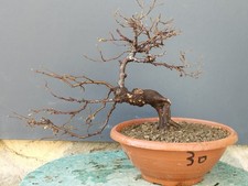 Bonsaï orme champêtre 30 x 11 cm plante articulée livraison gratuite...