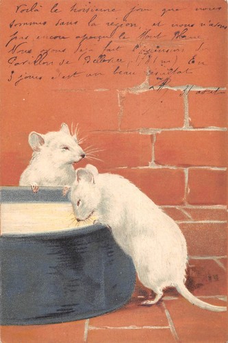 Cpa fantaisie souris blanche - cpa,