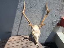 Crâne de cerf Sika ; Cervus nippon #14