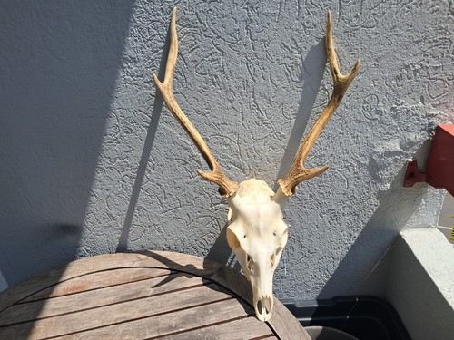 Crâne cerf sika cervus - cerf,