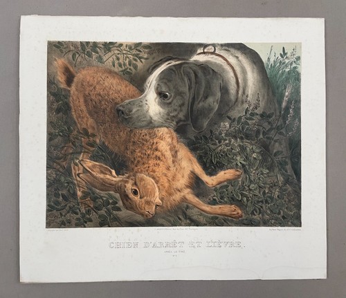 Chien arrêt lièvre - chien, et