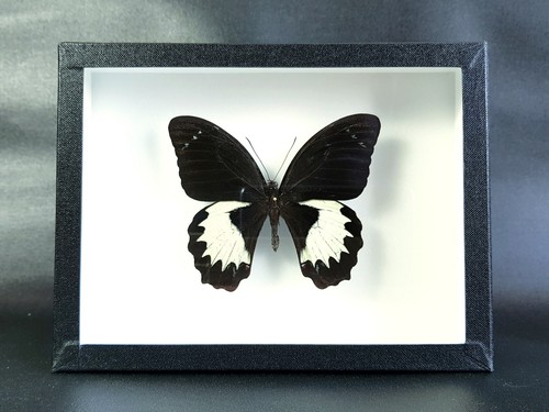 Papillon naturalisé papilio - papillon,