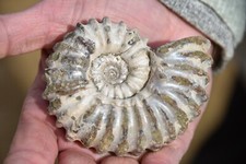 ammonite Douvilleiceras mammilatum  albien de Mahajanga Madagascar