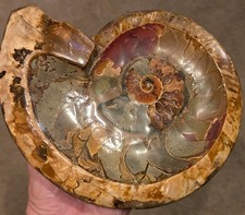RARE DOUBLE FOSSIL!  BEAUTIFUL