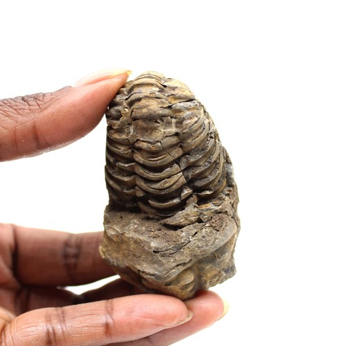 Trilobite fossile 60gr 65mm