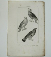 Pigeon Nonain, Pigeon Ramier