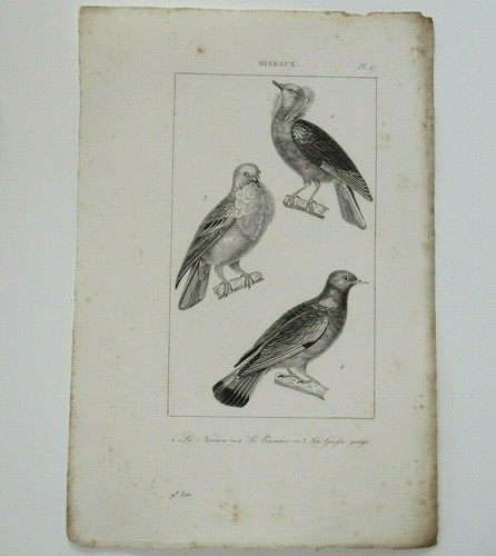 Pigeon nonain ramier - pigeon,