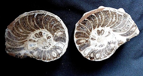 Grande ammonite fossile