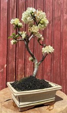 Bonsaï pommier malus - pommier,
