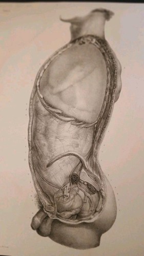 Lot anatomie medecine - lot,
