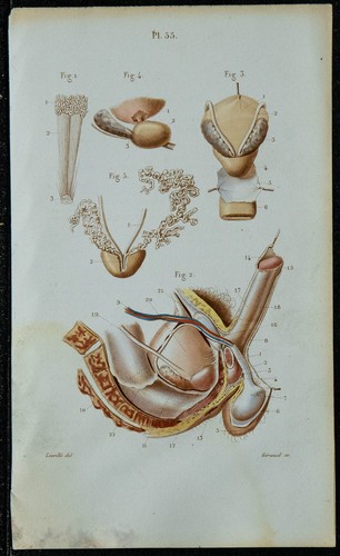 1852 planche anatomie - 1852,