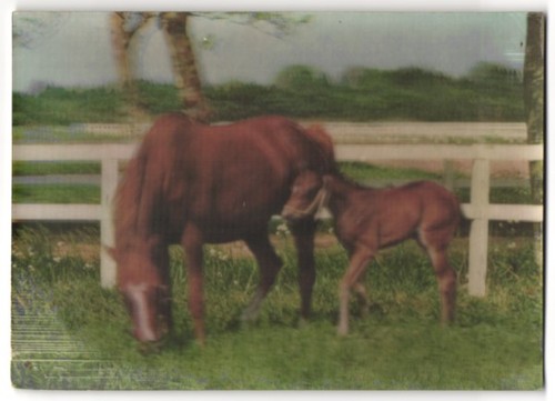 Jument carte postale - , 3d