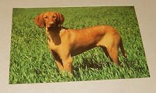 Ancienne CARTE Collection TELEMAGAZINE 1970 : BRAQUE HONGROIS - Louis de FUNES