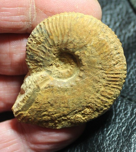 Rare jurassic callovian - rare, jurassic,