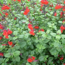 Salvia microphylla 'Royal Bumble' - Sauge arbustive rouge foncé
