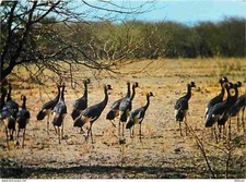 Carte Postale - Animaux -