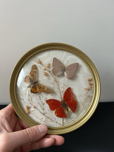 Cadre papillons ancien - papillons,