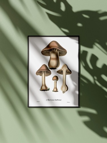 Affiche champignons vintage - champignons,