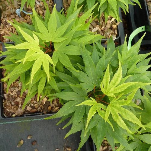 Acer palmatum mikawa - acer,