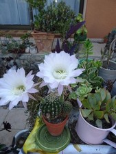 lot superbe cacté  avec une