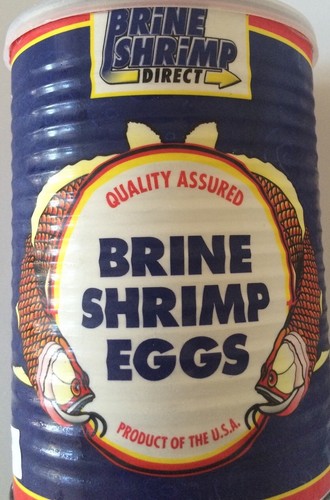 Baby brine shrimp eggs artemia - baby,