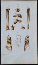1852 - Planche anatomie