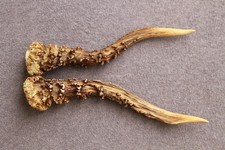 Paire de bois de chevreuil –