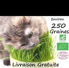 Graines HERBE A CHAT  - Agriculture Biologique. 250 graines environ 