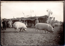 Maroc, foire, stand éleveur