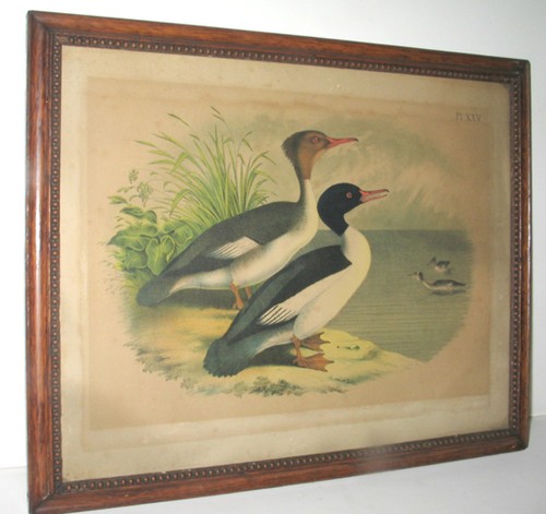 Antique victorien chasse - antique,
