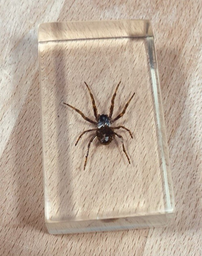 Araignée diable japon - du,
