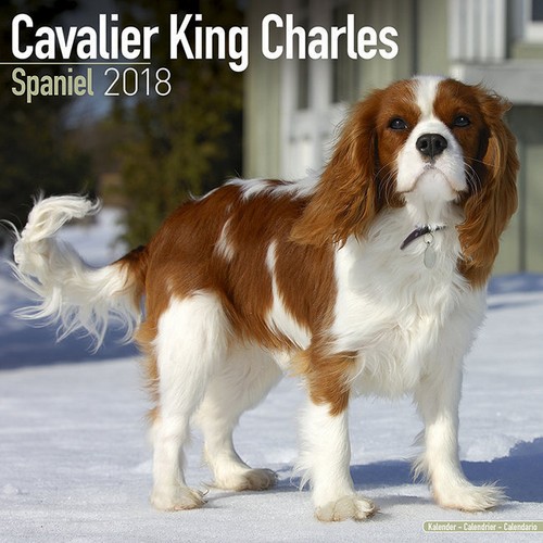 Calendrier 2018 cavalier - 2018,