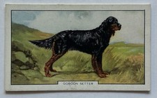 Gallaher Dogs 2nd Series No 11