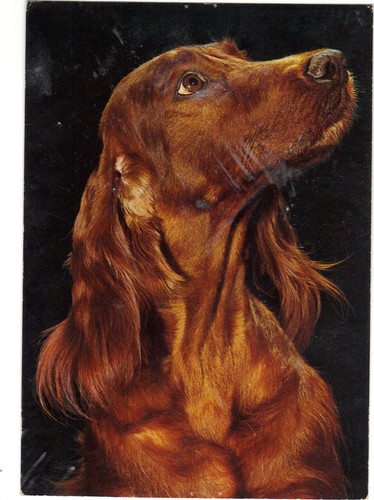 Setter irlandais - irlandais, (h4467)