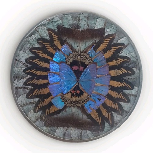 Assiette cadre mural - mural, ailes