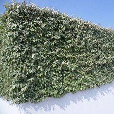 Elaeagnus ebbingei - Eleagnus