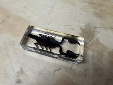 LARGE Black Scorpion in Resin