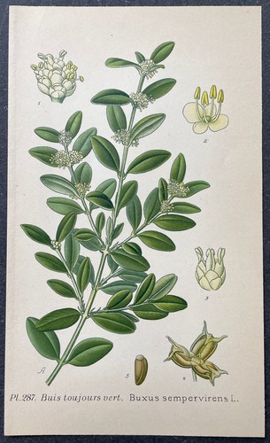 Botanique buis toujours vert - toujours,