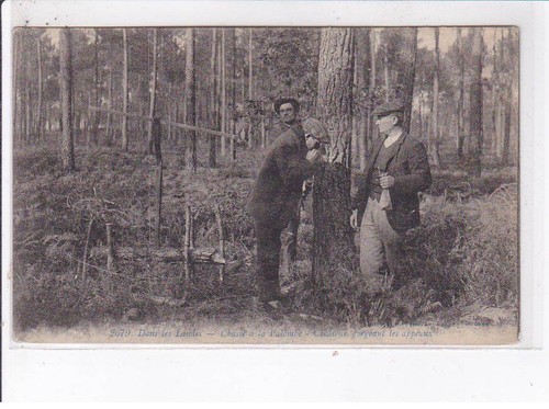 Landes chasse la - chasse, palombe